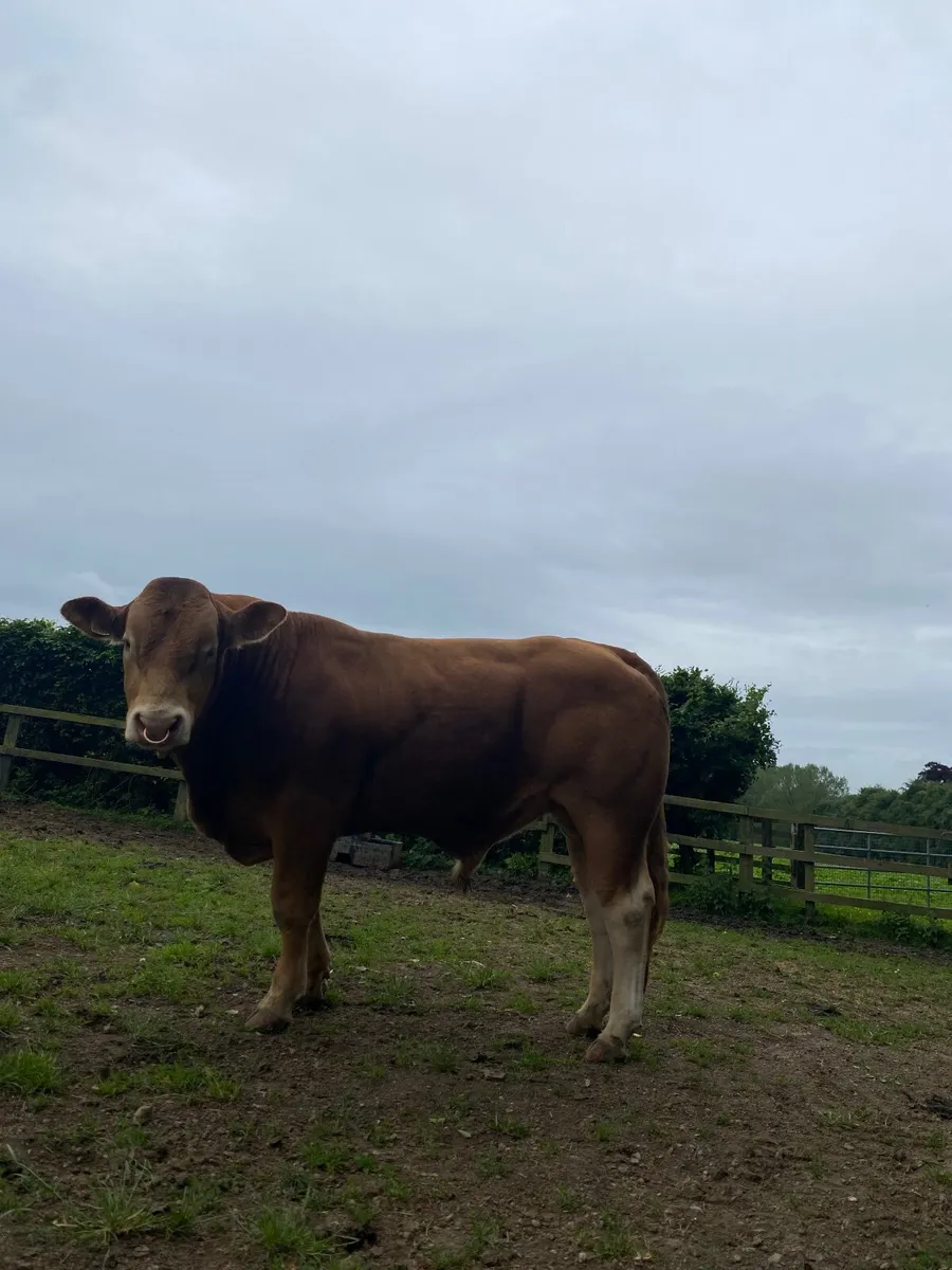 Limousin bulls - Image 1