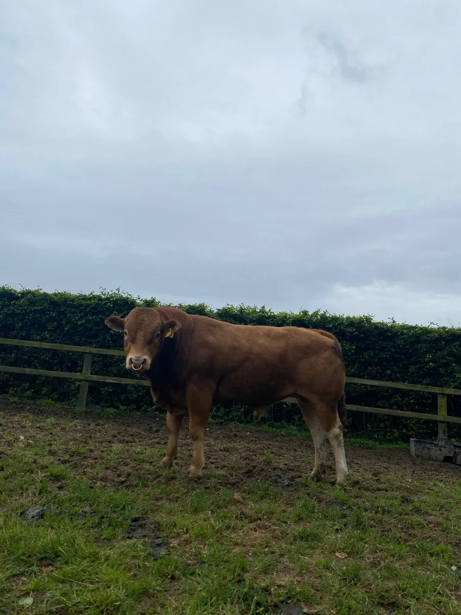 Limousin bulls - Image 2