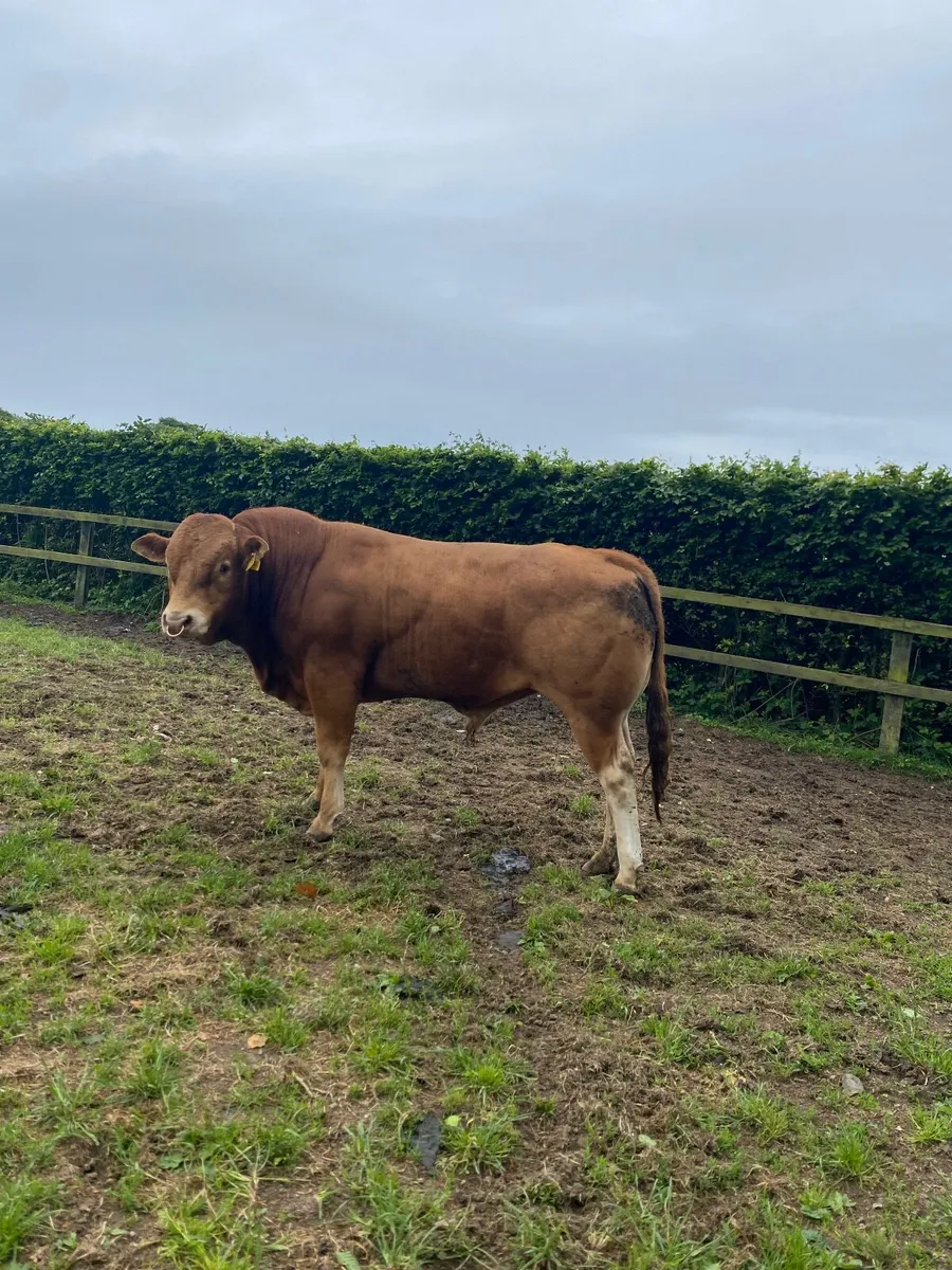 Limousin bulls - Image 3