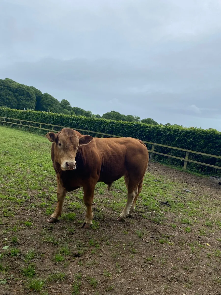 Limousin bulls - Image 4