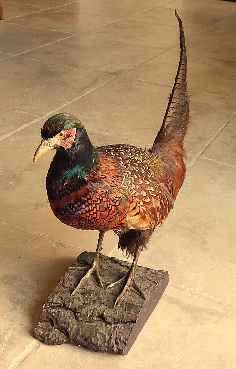 Vintage Taxidermy of a Pheasant on Wood Stand - Image 2