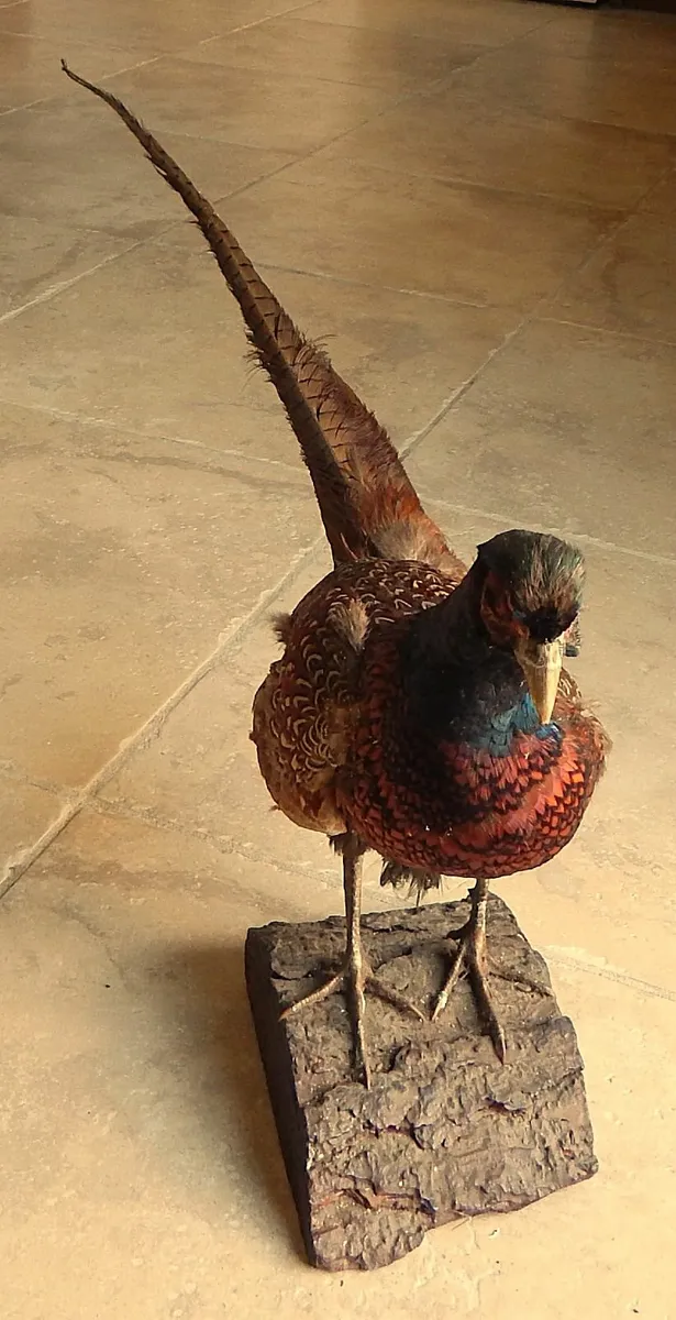 Vintage Taxidermy of a Pheasant on Wood Stand - Image 3