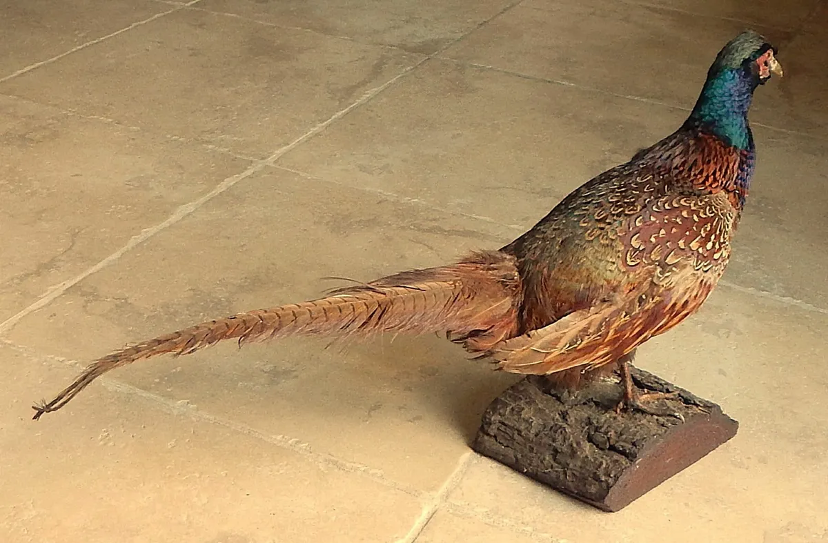 Vintage Taxidermy of a Pheasant on Wood Stand - Image 4
