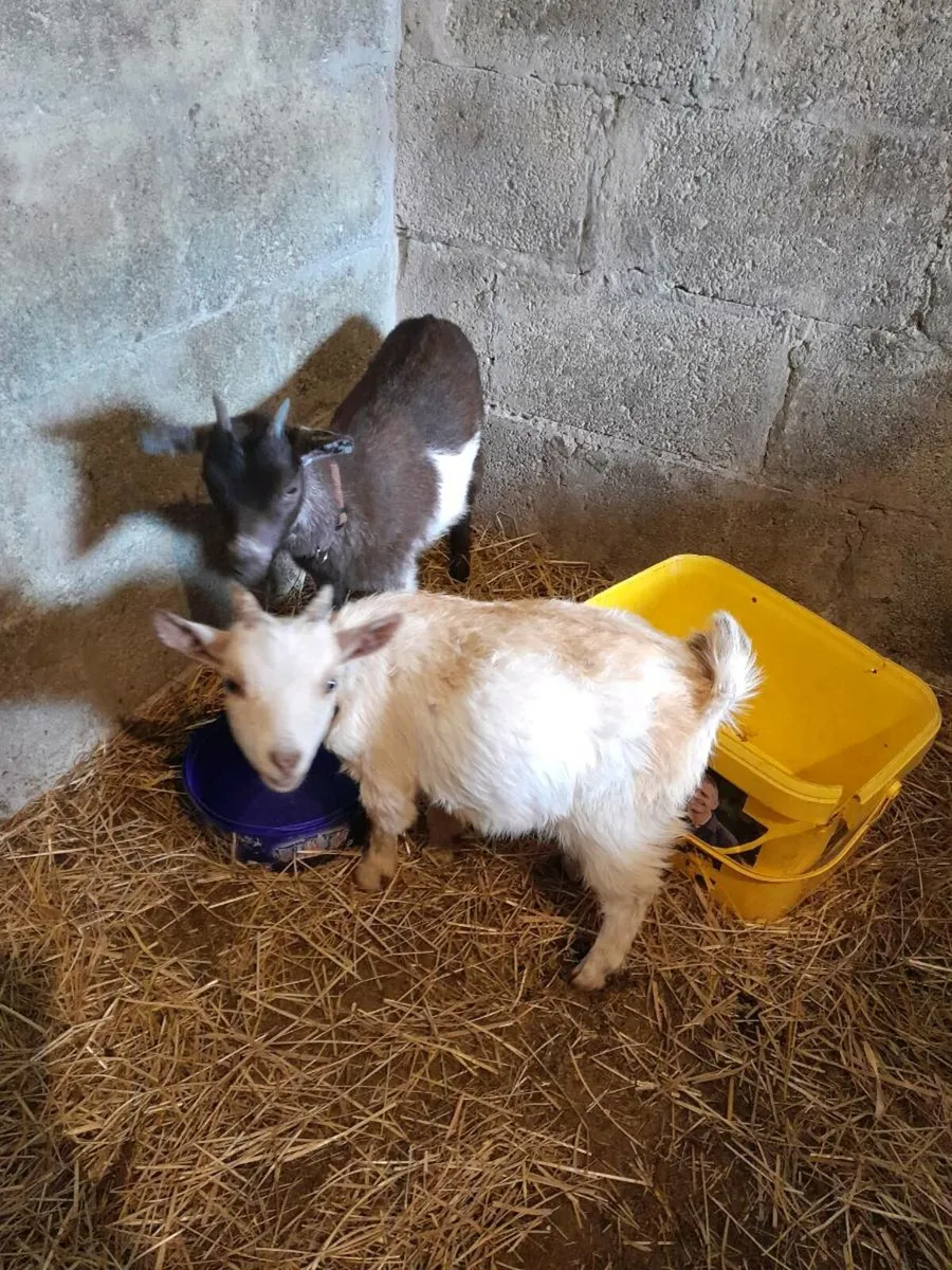 Pygmy Goats Female and Male - Image 1
