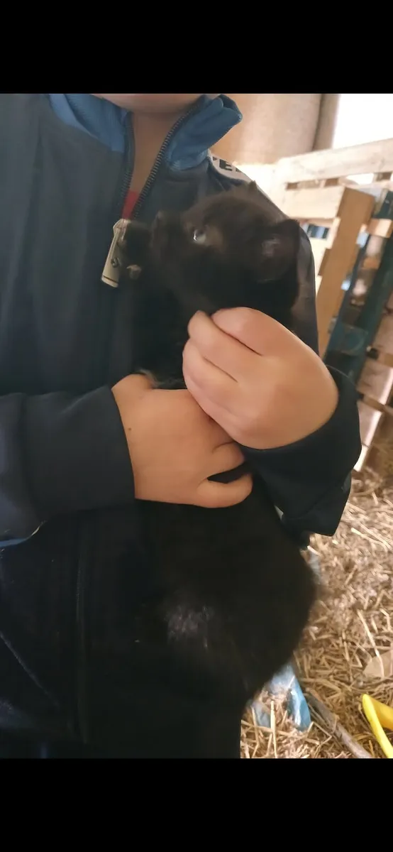 Kittens - Image 2
