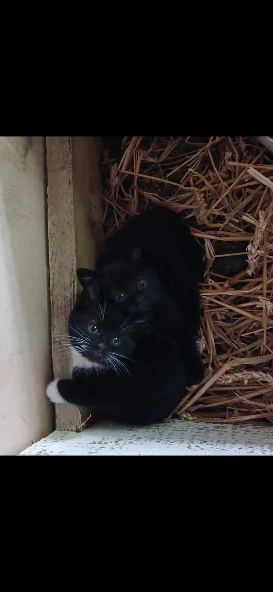 Kittens - Image 4