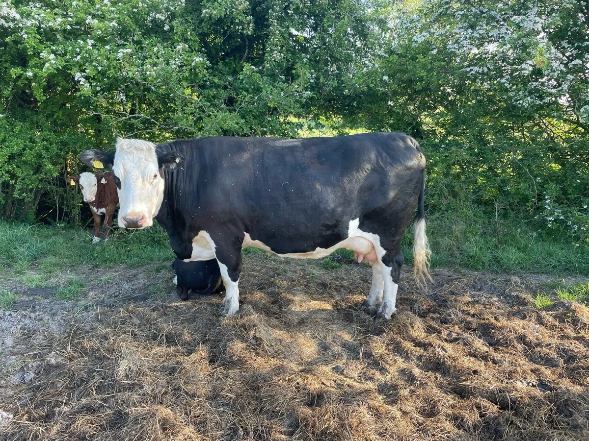 Organic cow and calf with 4-5 stars - Image 1