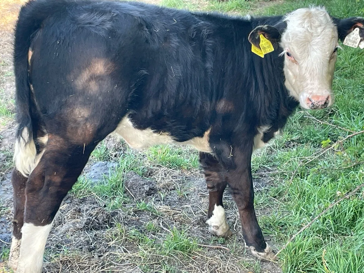Organic cow and calf with 4-5 stars - Image 3