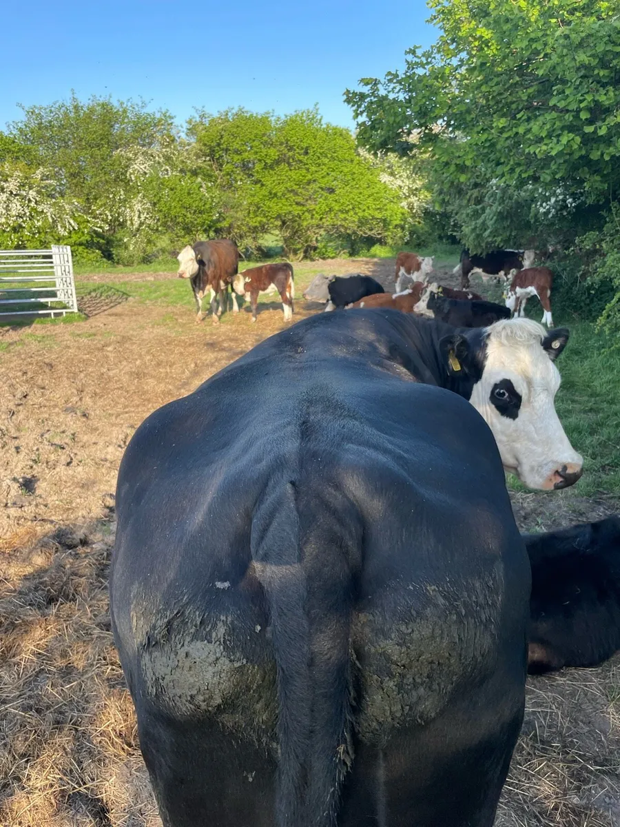 Organic cow and calf with 4-5 stars - Image 4