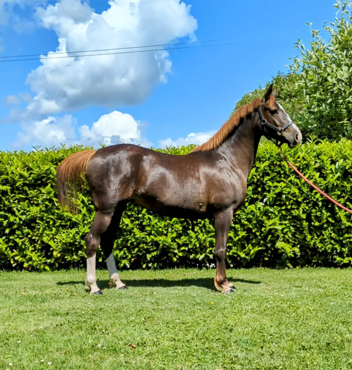 14.2 mare - Image 1