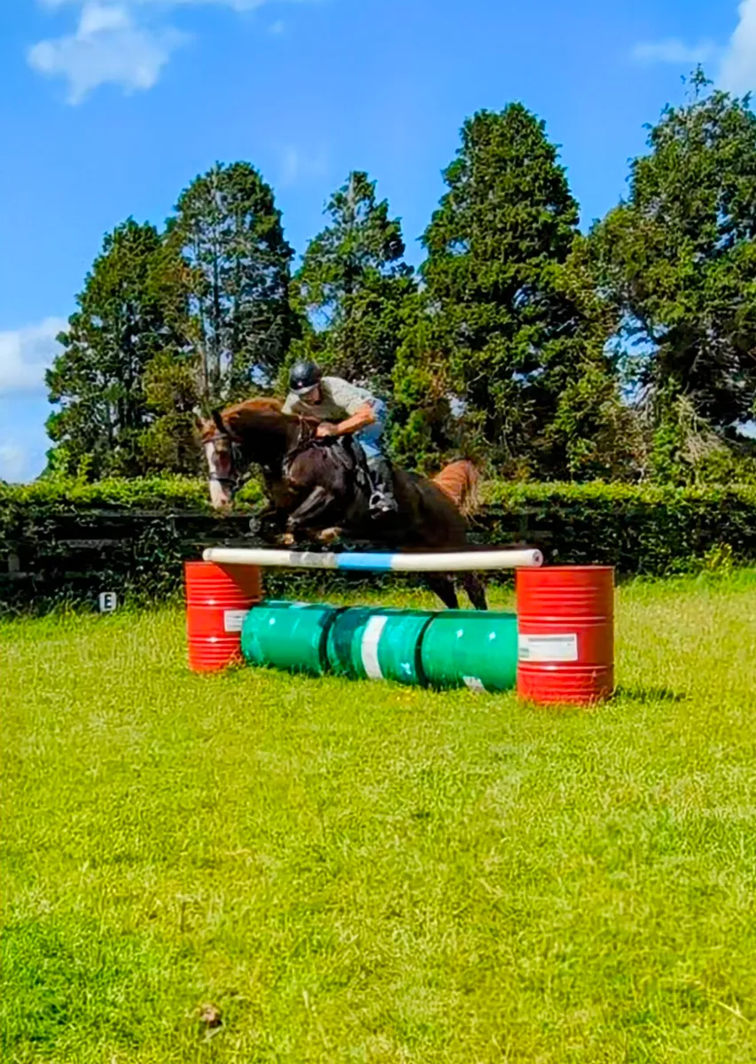 14.2 mare - Image 2