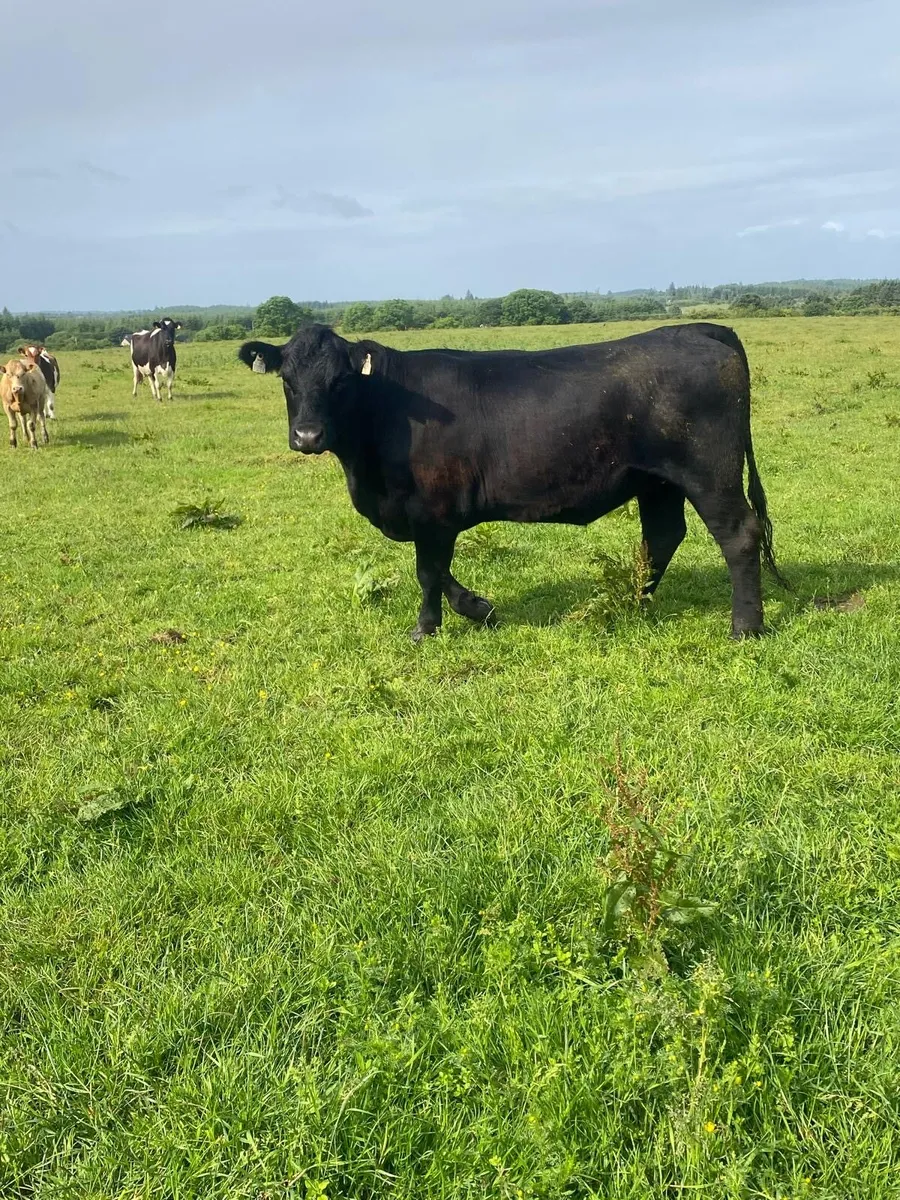 PBR Angus Heifer - Image 2