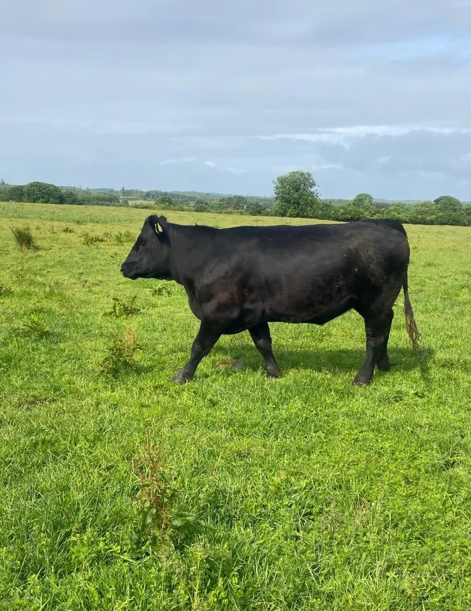 PBR Angus Heifer - Image 3