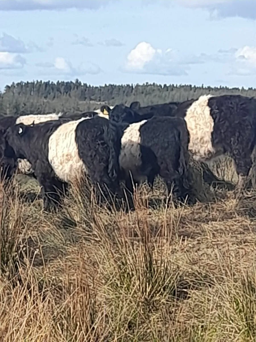 Belted Galloway - Image 2