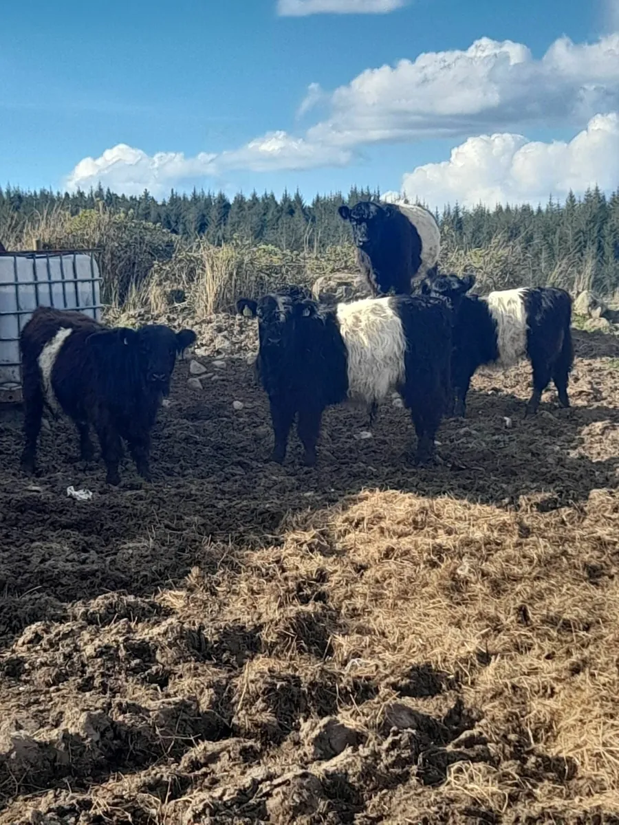 Belted Galloway - Image 3