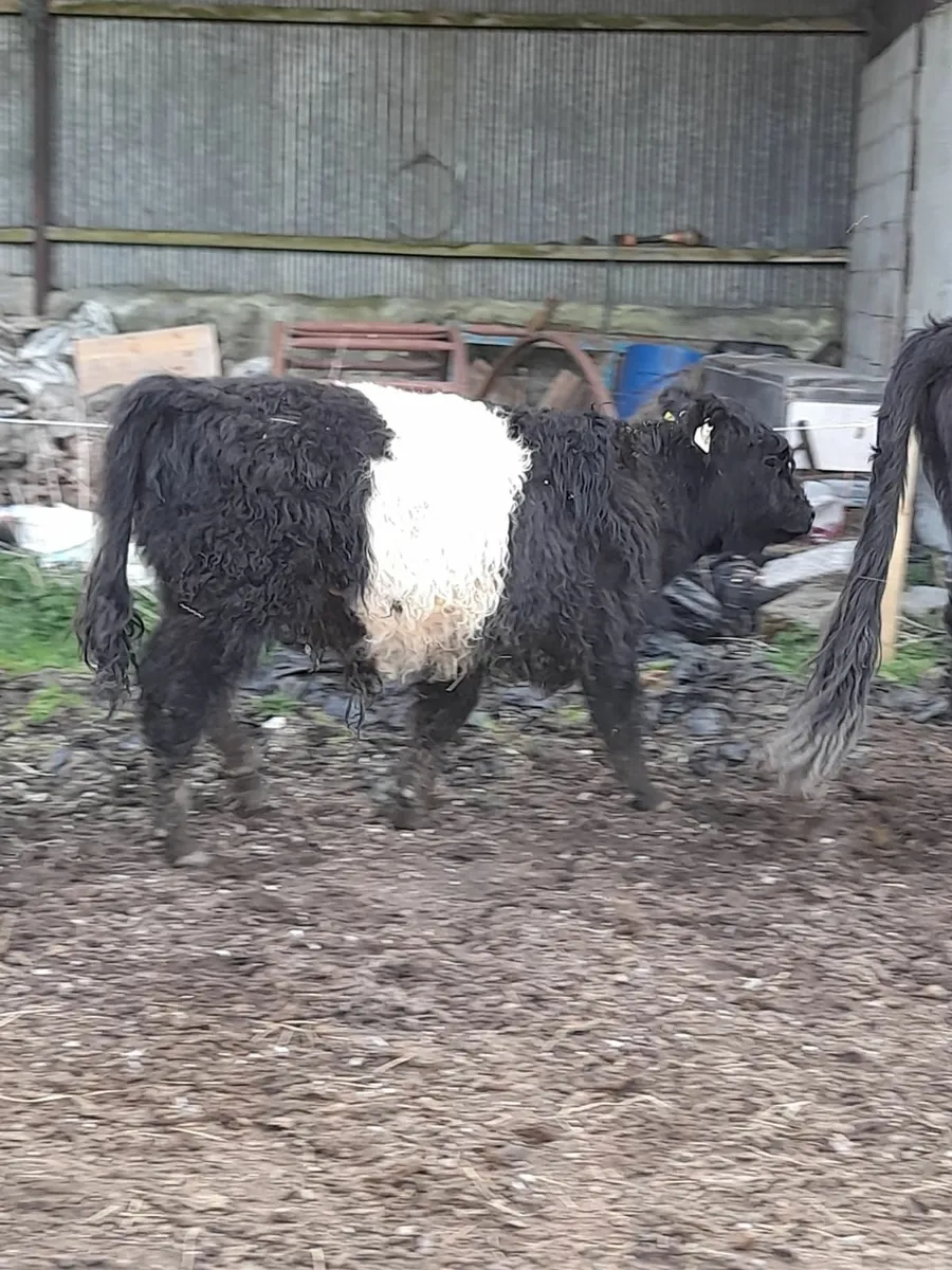 Belted Galloway - Image 4