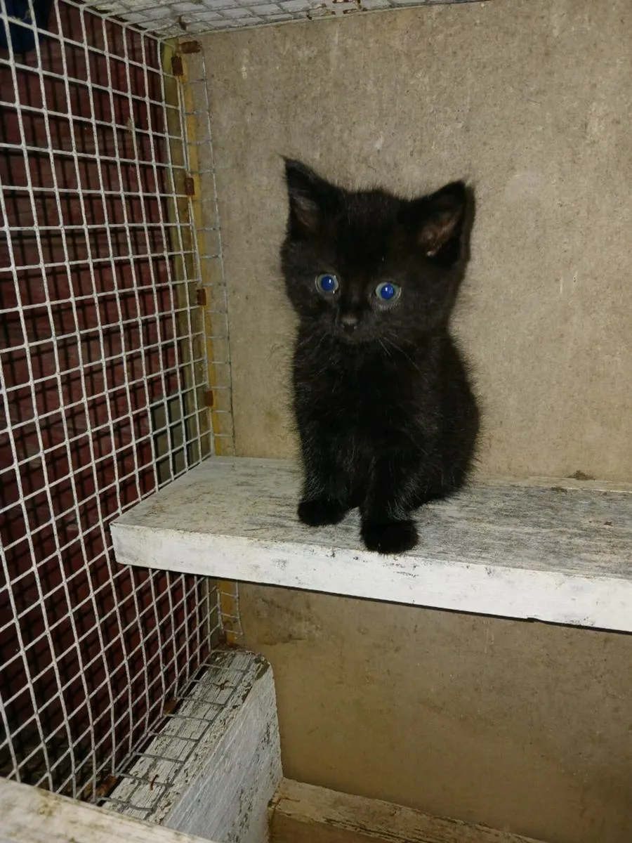 Kittens - Image 1
