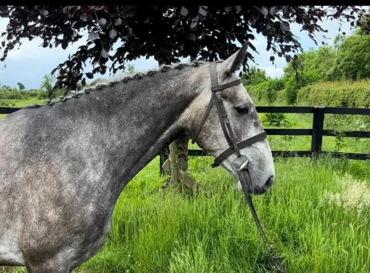 Lot 126 cavan horse sales tomorrow - Image 1