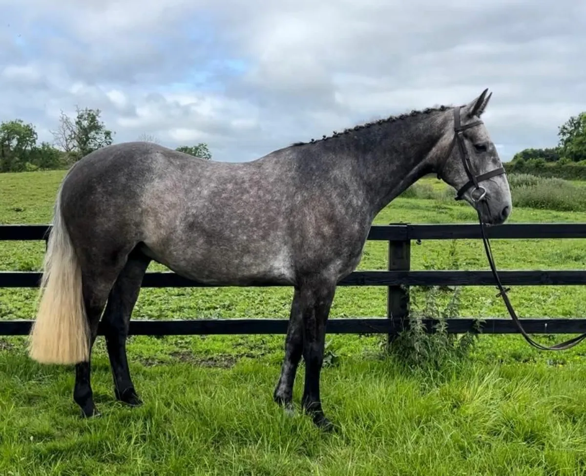 Lot 126 cavan horse sales tomorrow - Image 3