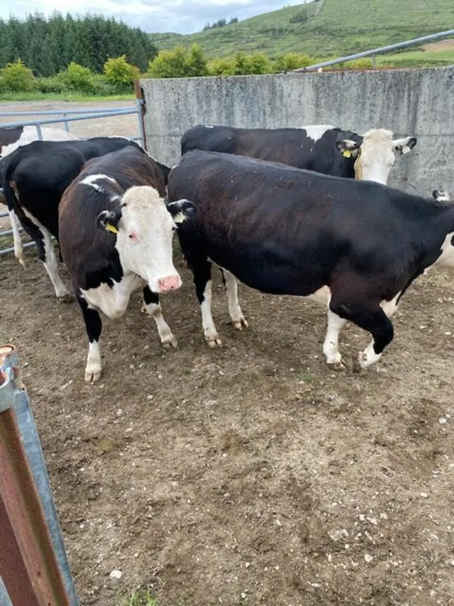 Super Hereford Heifers - Image 1