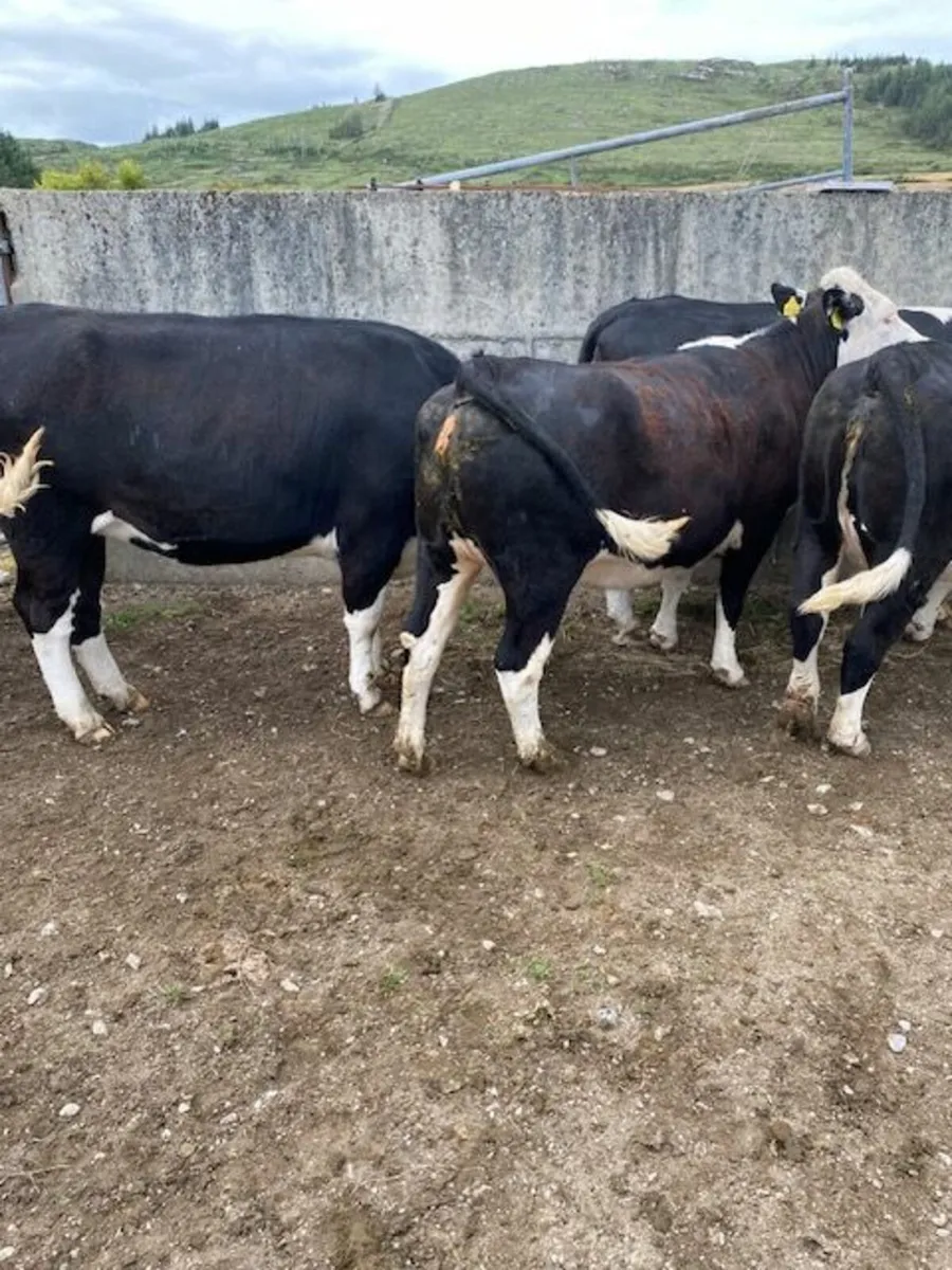 Super Hereford Heifers - Image 4