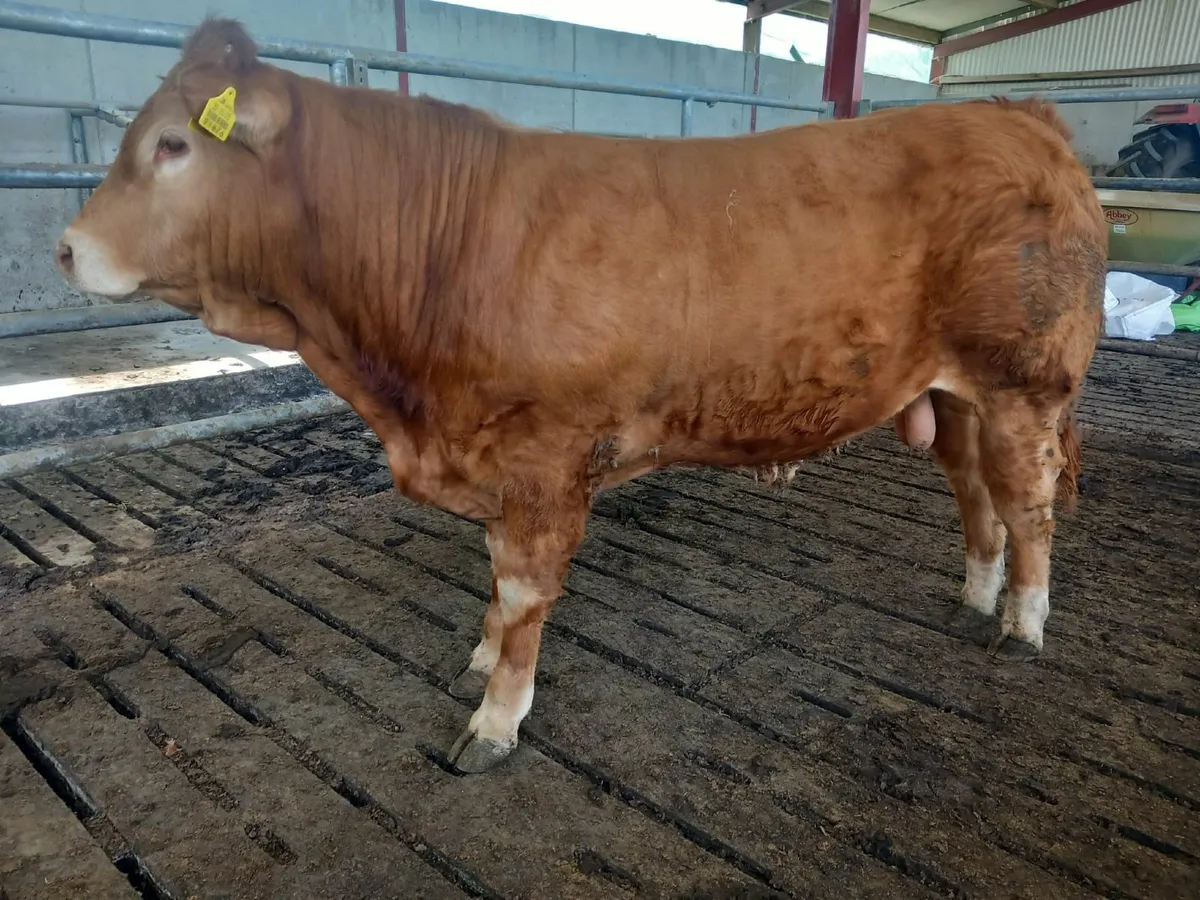 Limousin Bull