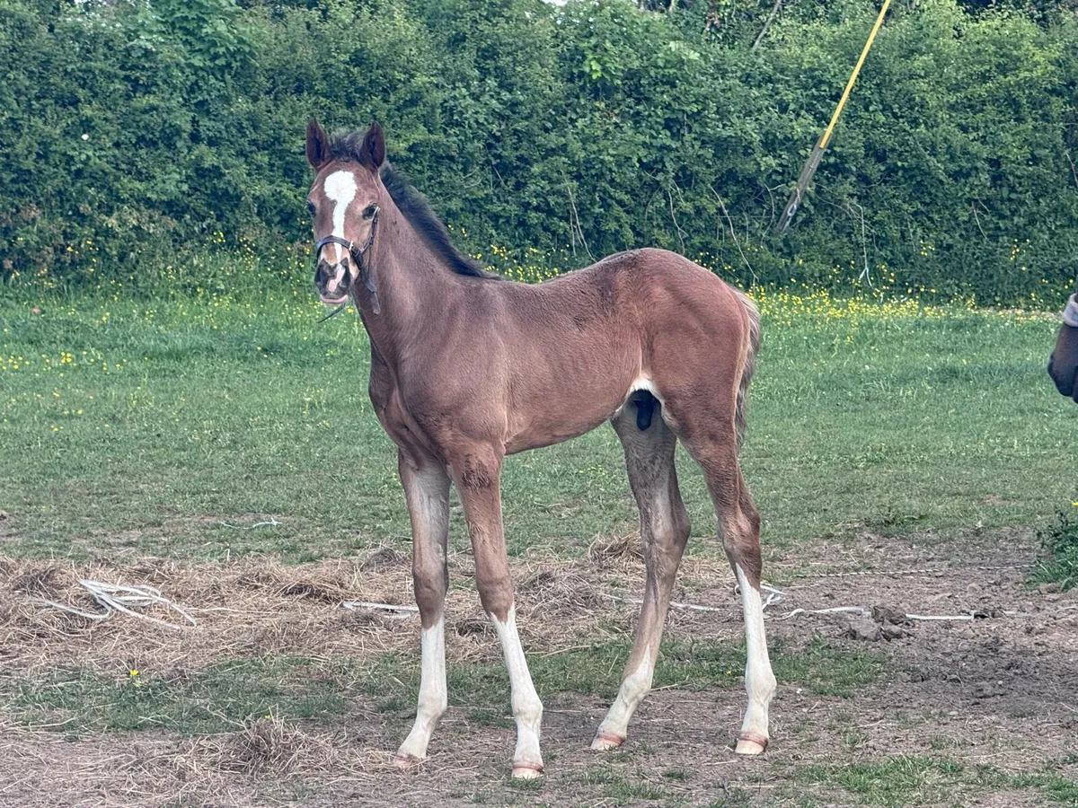 Thoroughbred mare with foal - Image 2