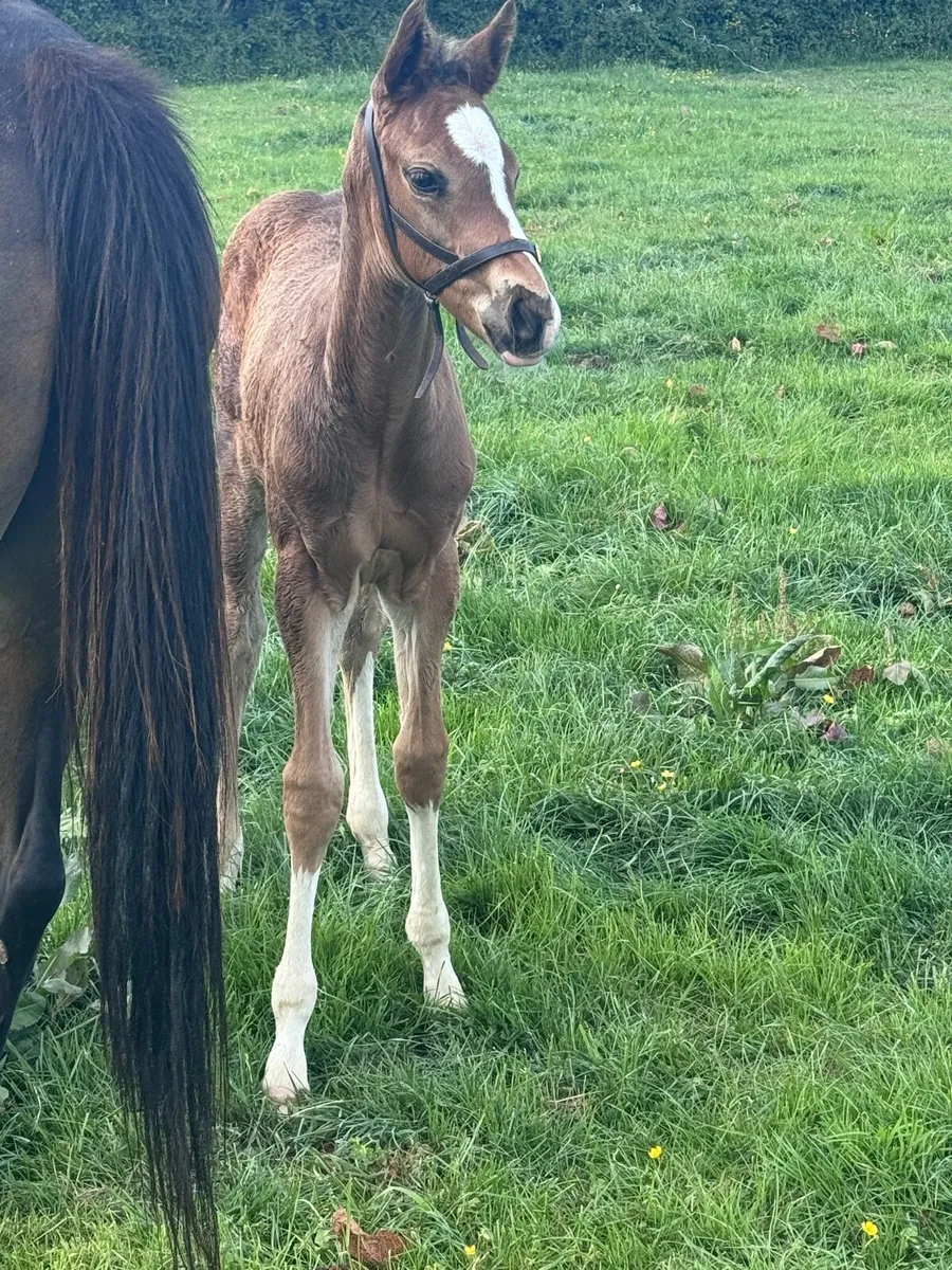 Thoroughbred mare with foal - Image 3