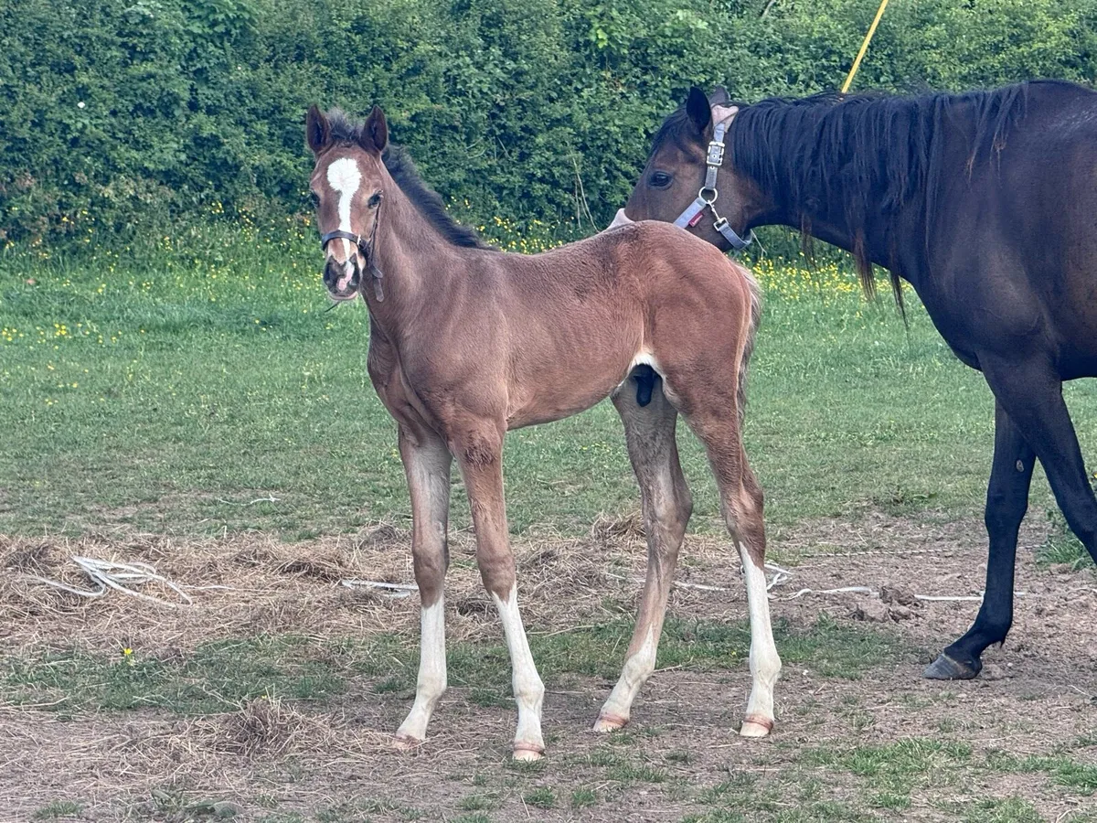 Thoroughbred mare with foal - Image 4