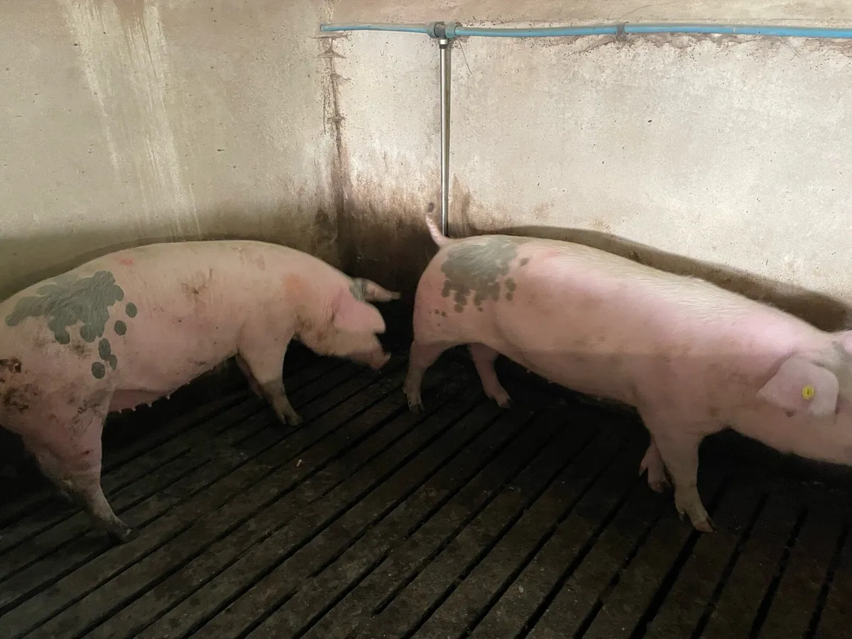 In pig gilts - Image 1