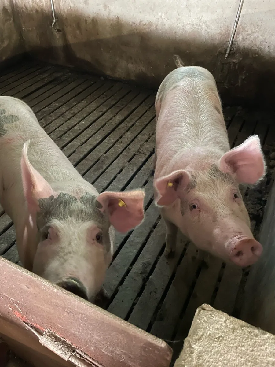 In pig gilts - Image 2