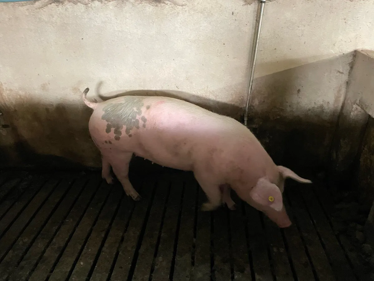 In pig gilts - Image 3