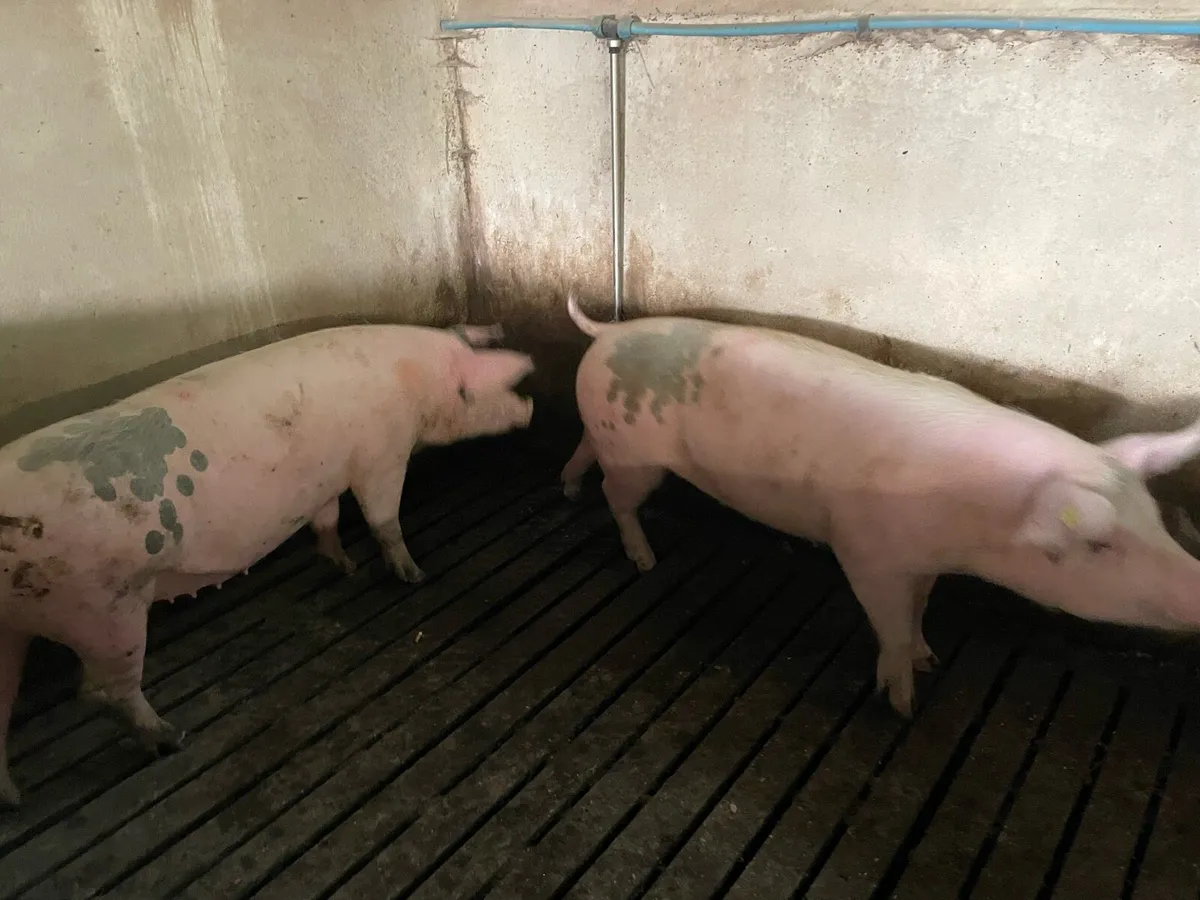 In pig gilts - Image 4