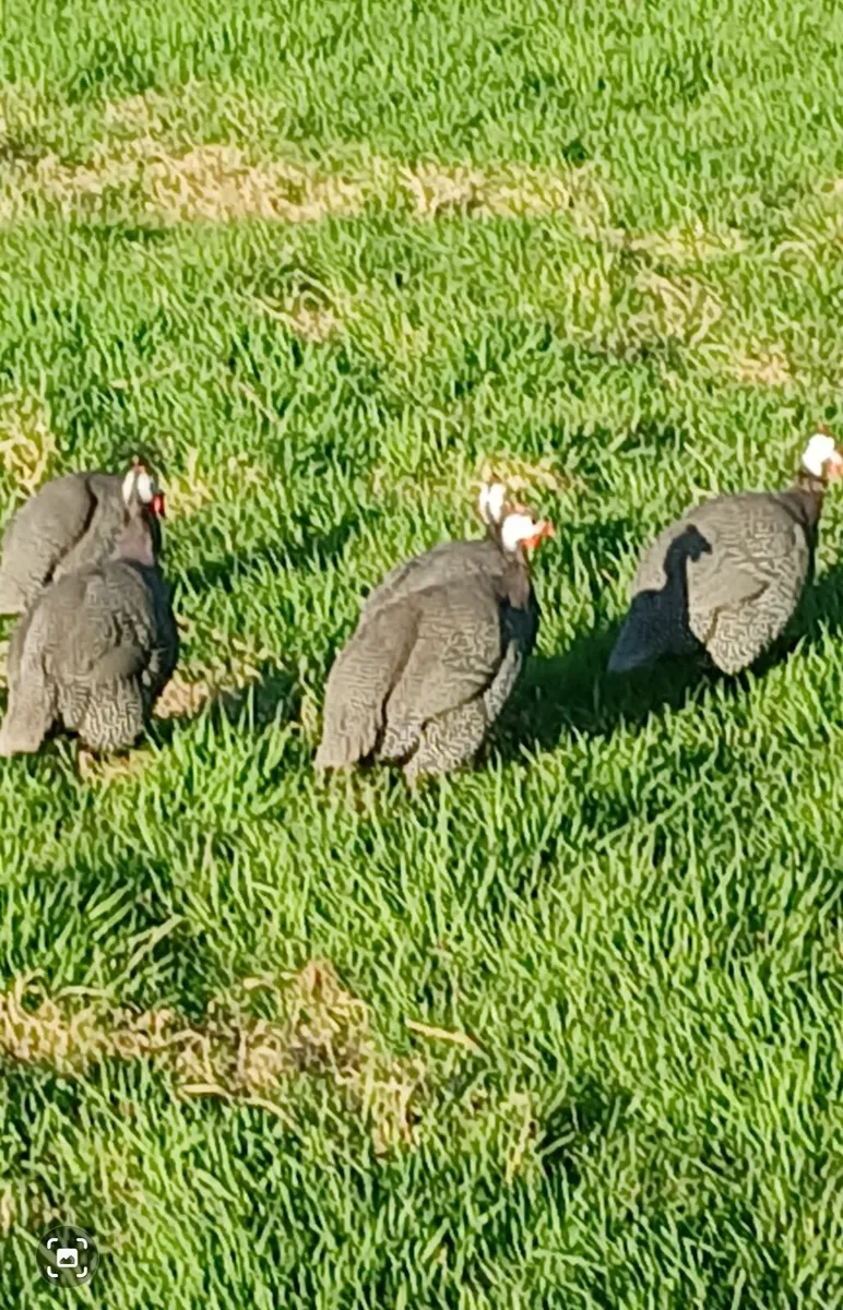 guinea fowl eggs - Image 2