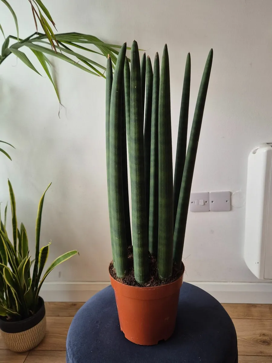 Plants - Image 2