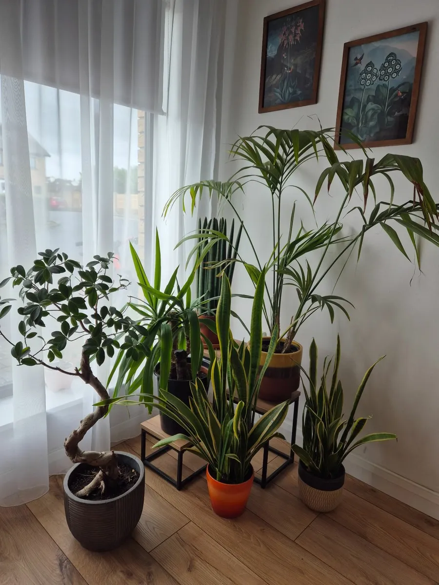 Plants - Image 1