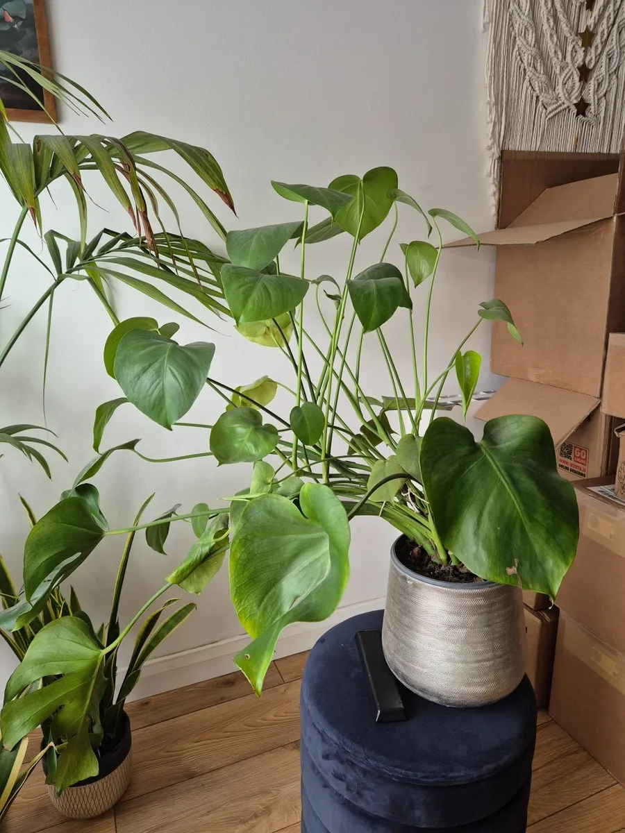 Plants - Image 3