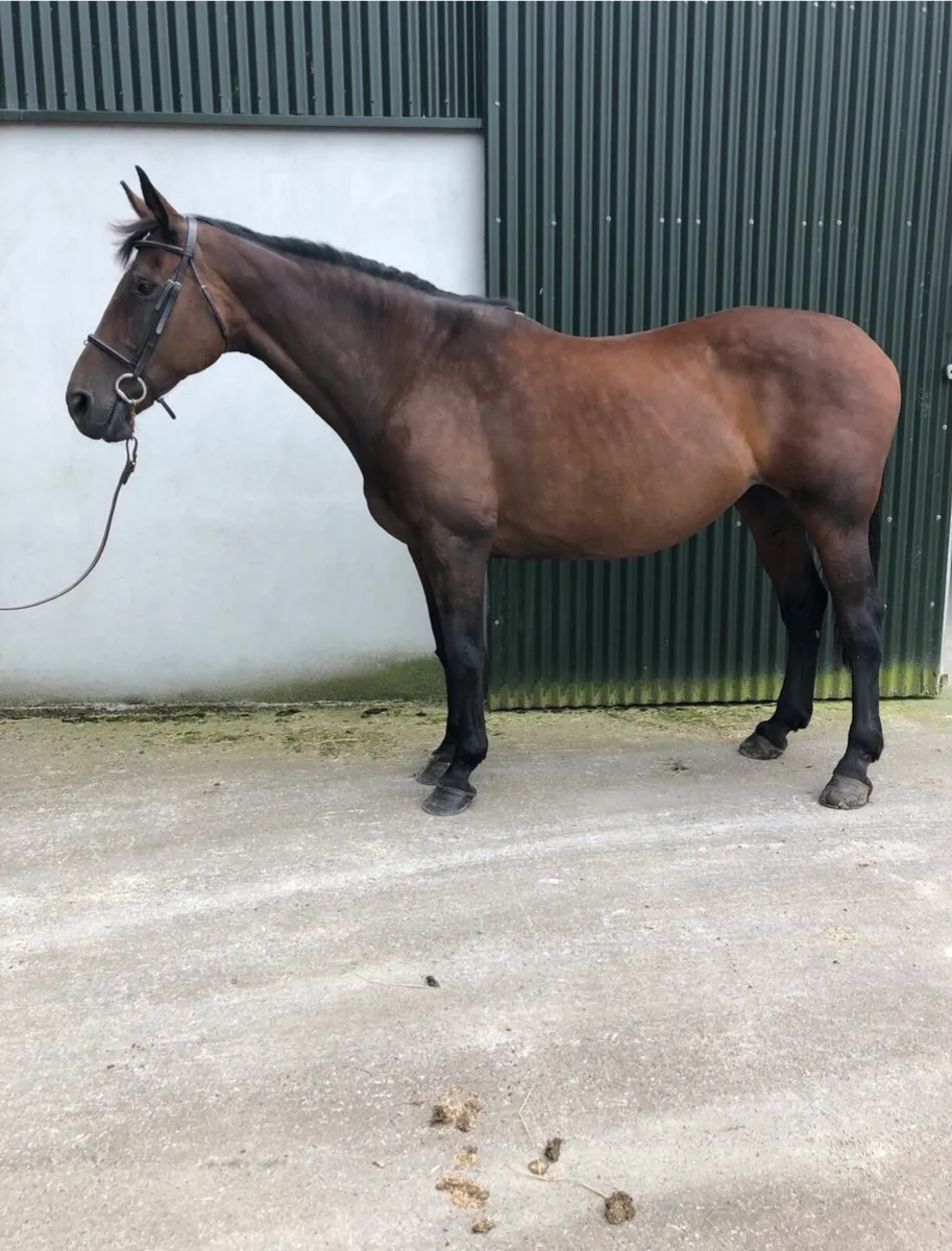 Mare for sale - Image 2