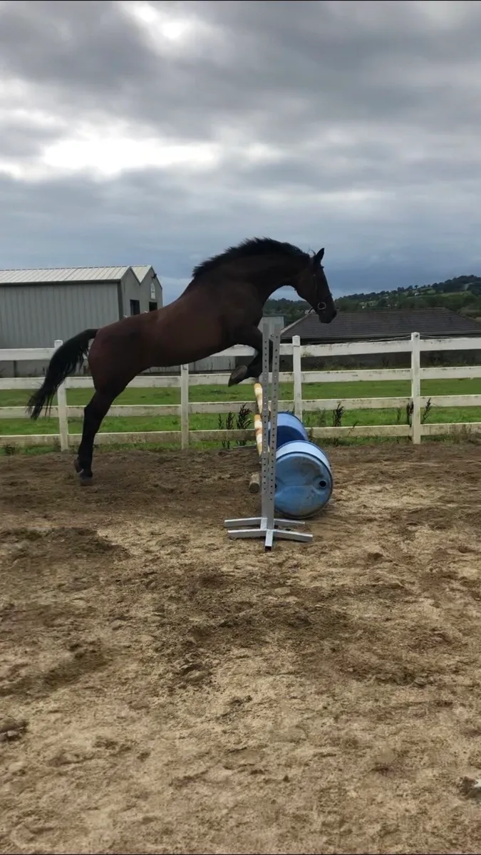 Mare for sale - Image 1