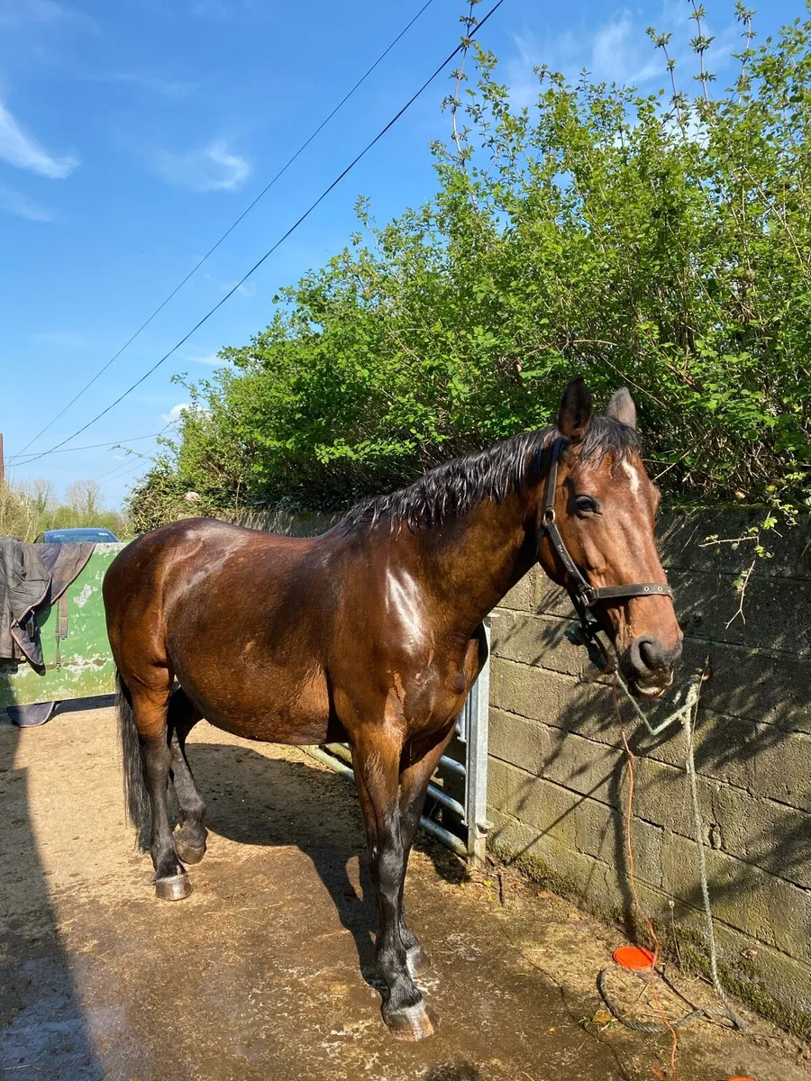 Mare for sale - Image 3