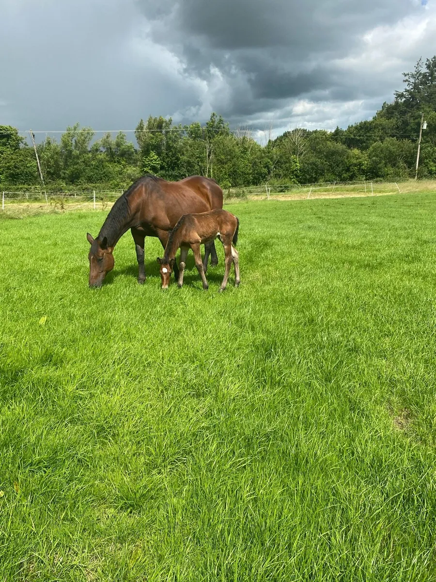 Mare for sale - Image 4