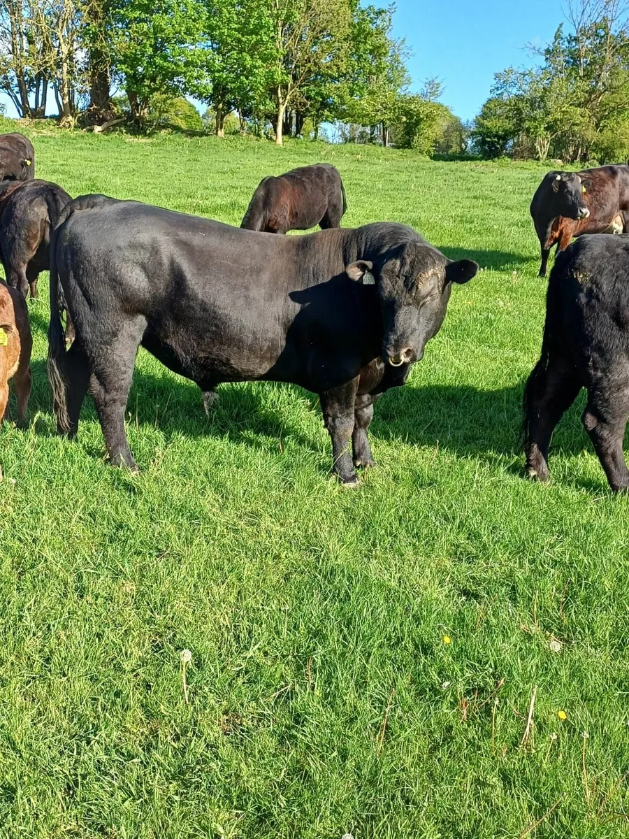 Top Quality Pedigree Angus Bull - Image 2