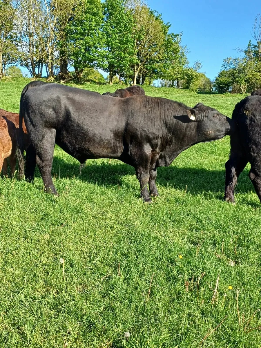Top Quality Pedigree Angus Bull - Image 3