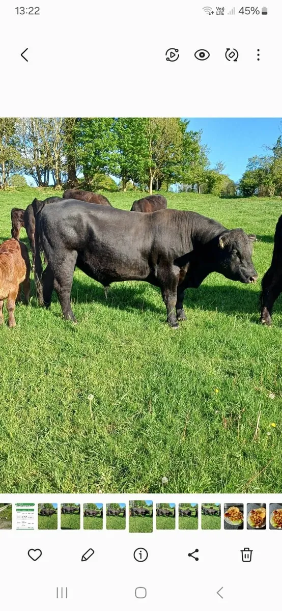 Top Quality Pedigree Angus Bull - Image 1