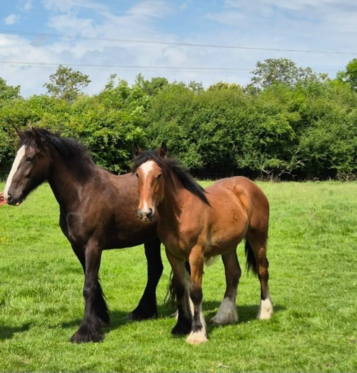 Cob Filly - Image 3