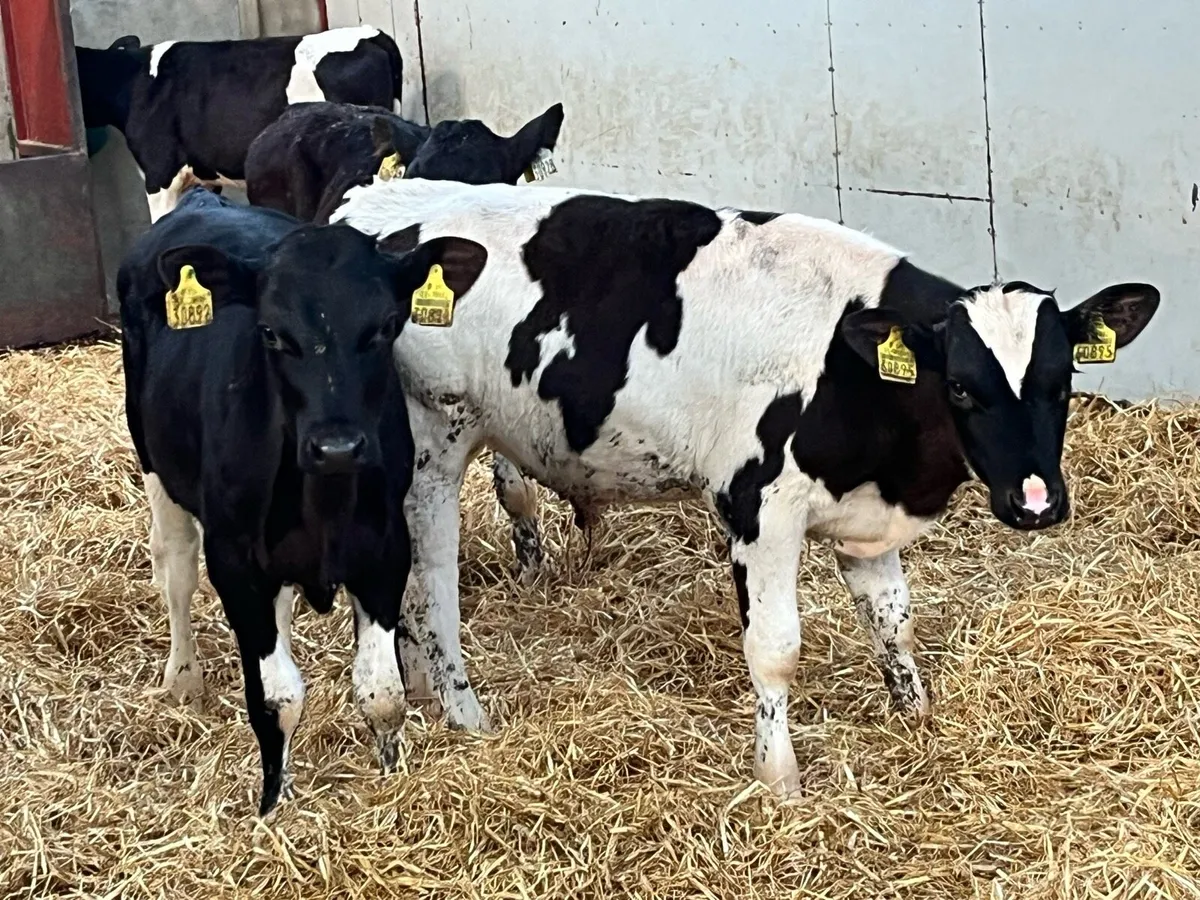 Super BR Friesian Bull Runners - Image 1