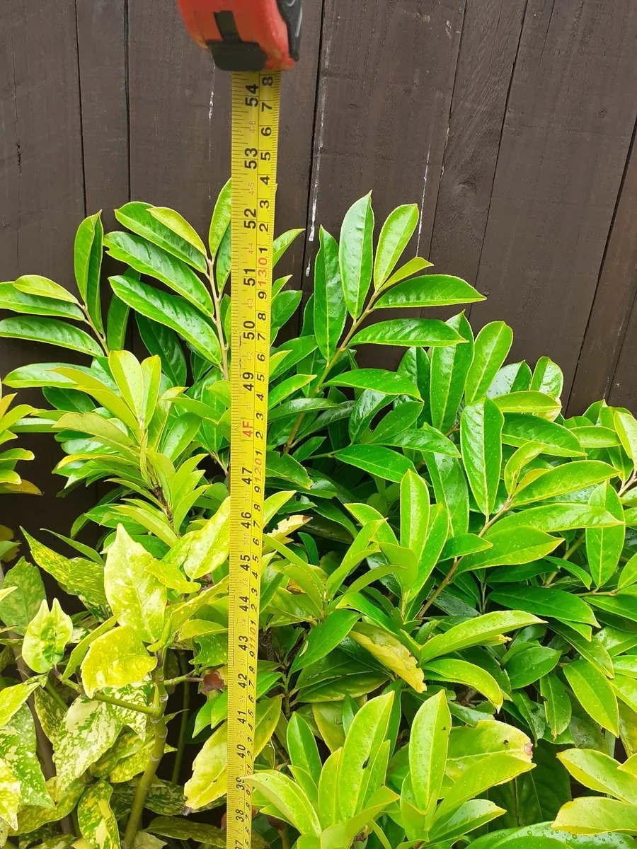 Laurel hedging - Image 2