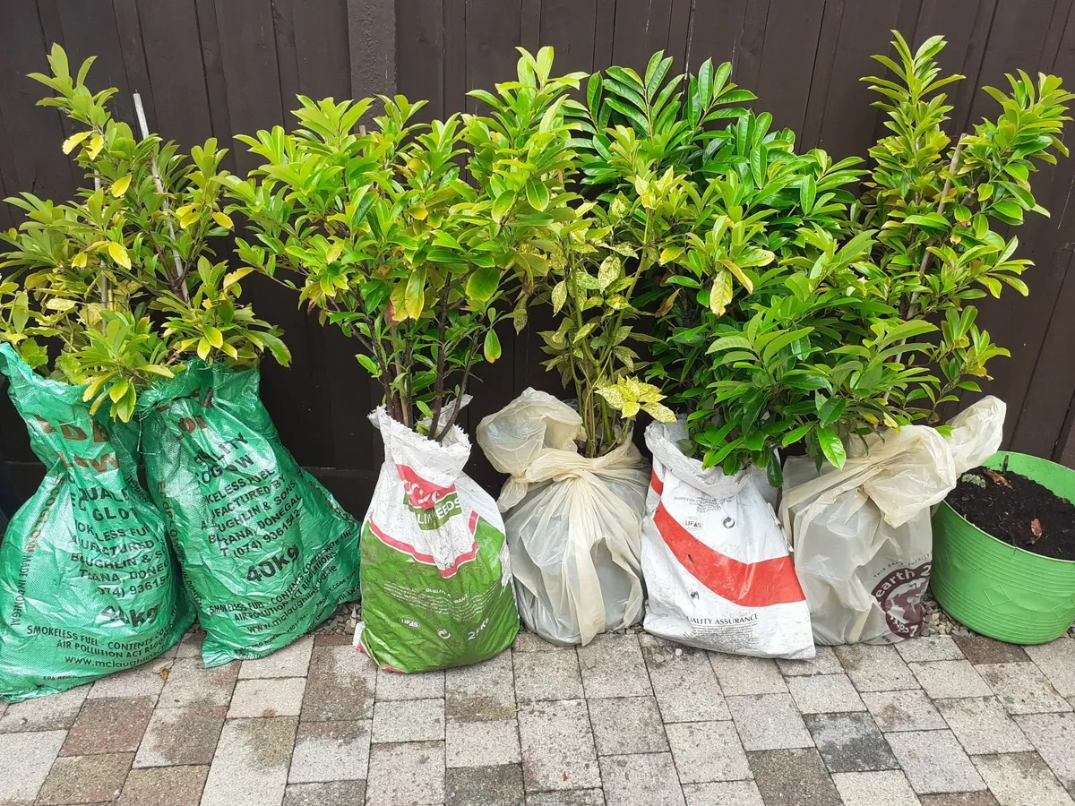 Laurel hedging - Image 1