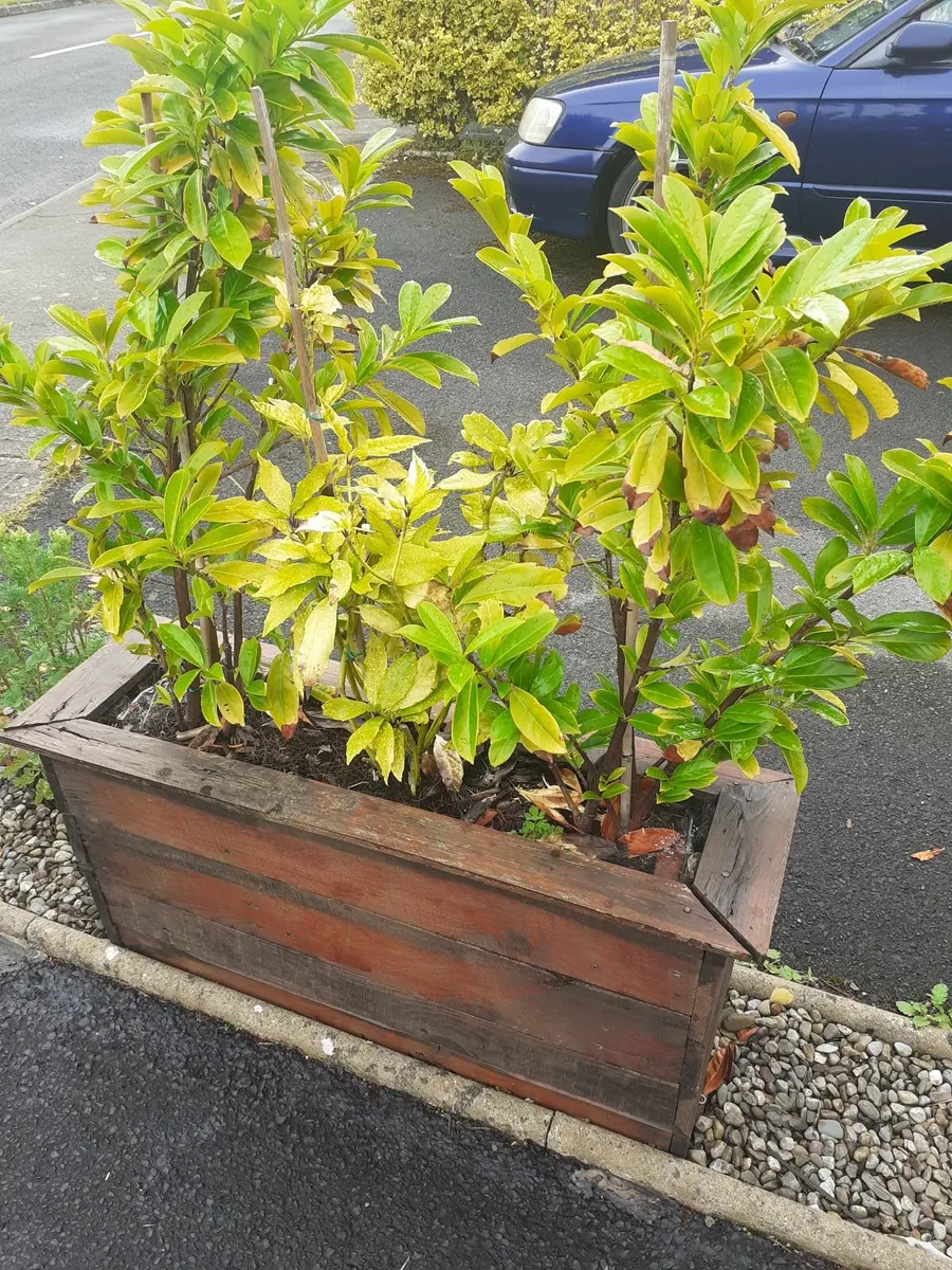Laurel hedging - Image 3
