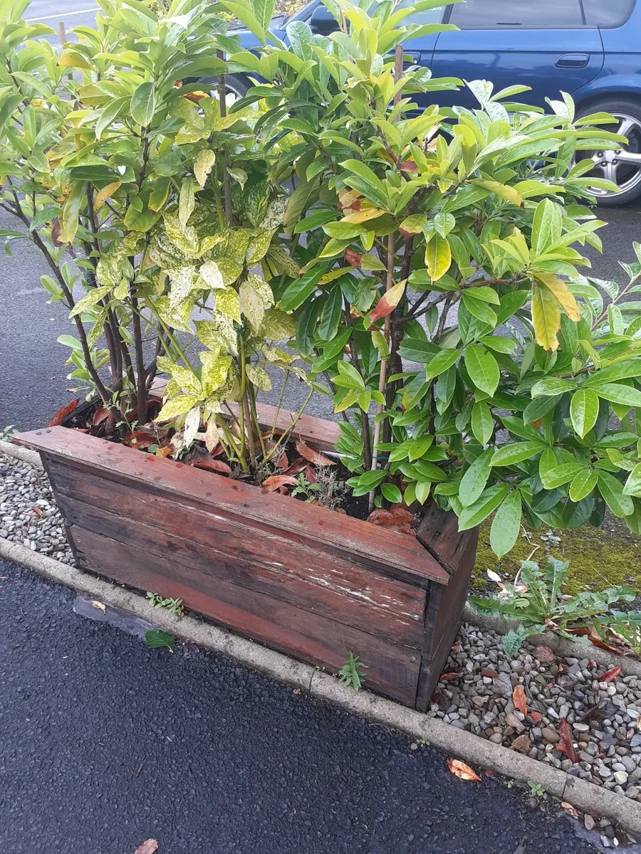 Laurel hedging - Image 4